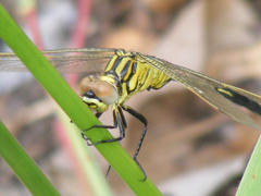 Orthetrum icteromelas