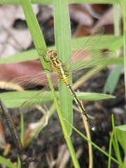 Orthetrum icteromelas
