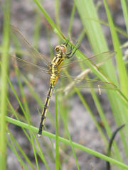 Orthetrum icteromelas