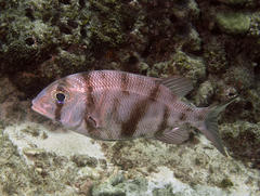 Blue-Lined Large-Eye Bream photo 3