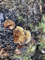 Gloeophyllum odoratum