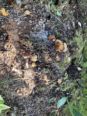 Gloeophyllum odoratum