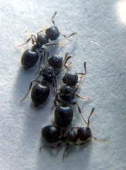 Meranoplus peringueyi