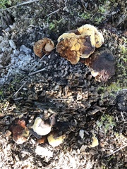 Gloeophyllum odoratum