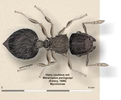 Meranoplus peringueyi