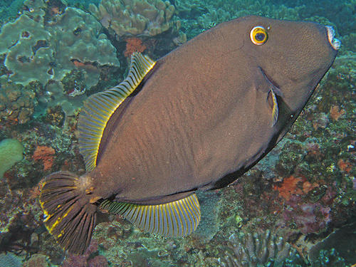 Barred Filefish