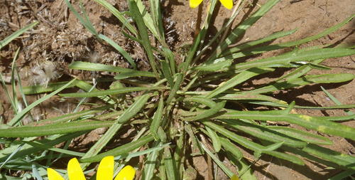 Gazania krebsiana