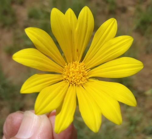 Gazania krebsiana