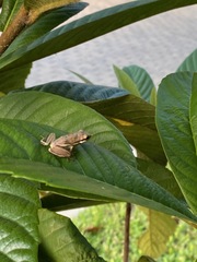 Hyla cinerea