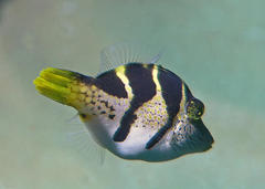 Paraluteres prionurus