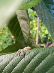 Hyla cinerea
