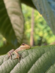 Hyla cinerea