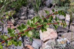 Ribes aciculare