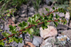 Ribes aciculare