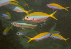 Caesio xanthonota