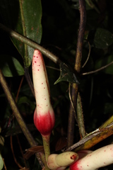 Philodendron callosum