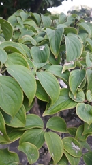 Cornus kousa