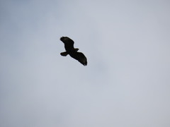 Buteo buteo rothschildi