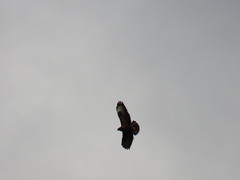 Buteo buteo rothschildi