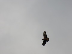 Buteo buteo rothschildi