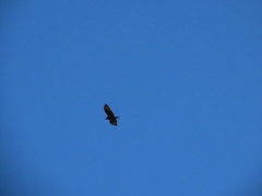 Buteo buteo rothschildi