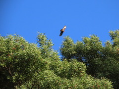Buteo buteo rothschildi