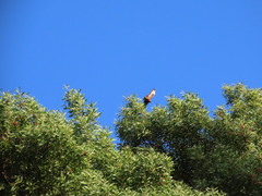 Buteo buteo rothschildi