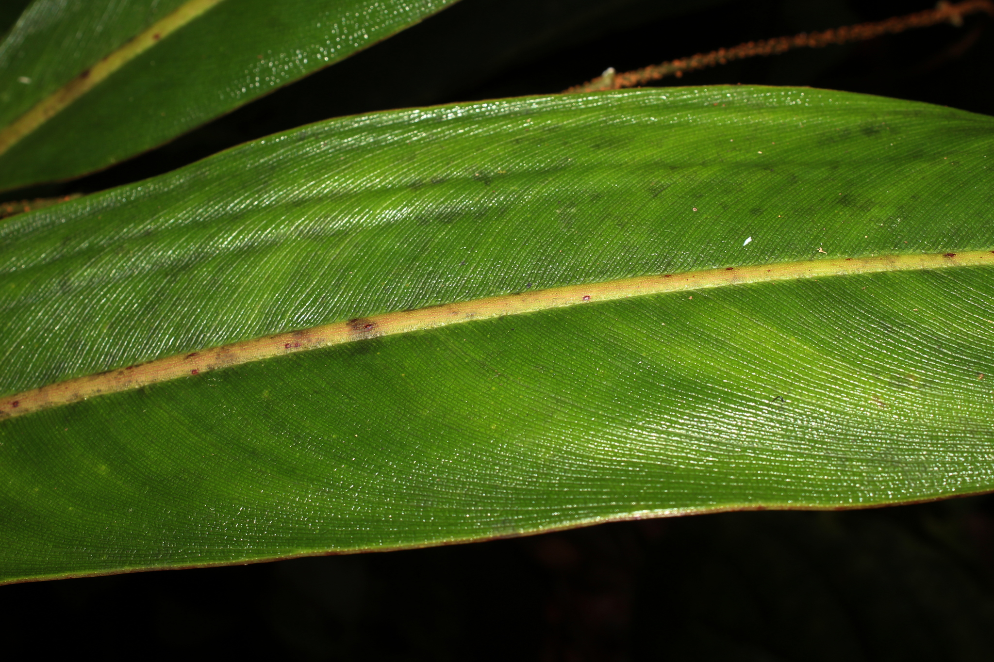 Philodendron callosum  iNaturalist