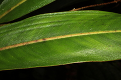 Philodendron callosum