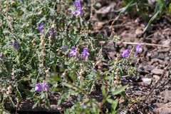 Scutellaria tuvensis