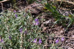 Scutellaria tuvensis