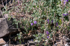 Scutellaria tuvensis
