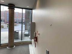 Stagmomantis carolina