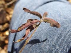 Hypoestes forskaolii