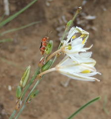 Chlorophytum fasciculatum