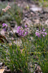 Allium senescens glaucum