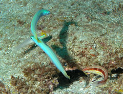 Ptereleotris heteroptera