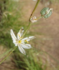 Chlorophytum fasciculatum