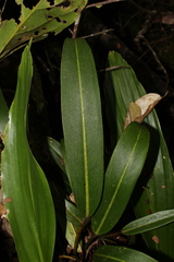 Philodendron callosum