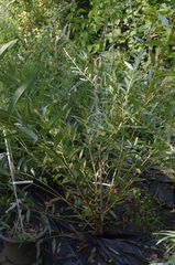 Salix lutea
