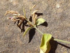 Hypoestes forskaolii