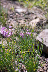Allium senescens glaucum