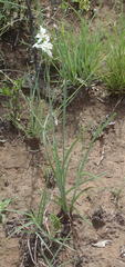 Chlorophytum fasciculatum