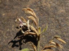 Hypoestes forskaolii