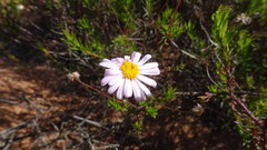 Felicia hyssopifolia