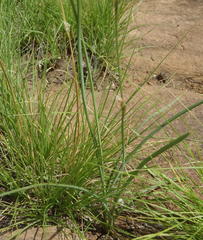 Chlorophytum fasciculatum