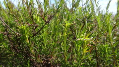 Felicia hyssopifolia