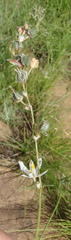 Chlorophytum fasciculatum