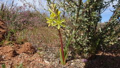 Albuca sabulosa