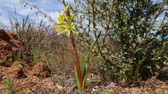 Albuca sabulosa